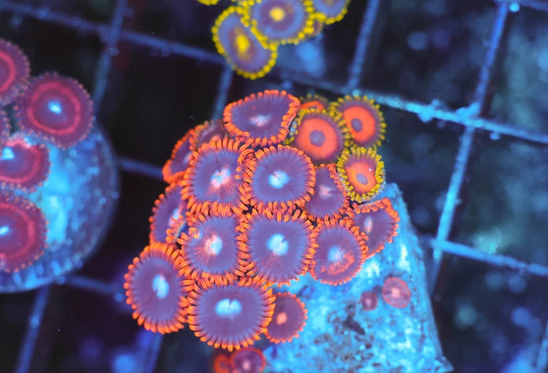 Zoanthid Frag WYSIWYG - SAQ Coral Farm