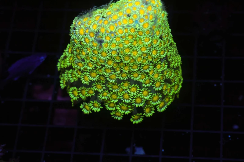 Neon Green Goniopora Colony WYSIWYG - SAQ Coral Farm