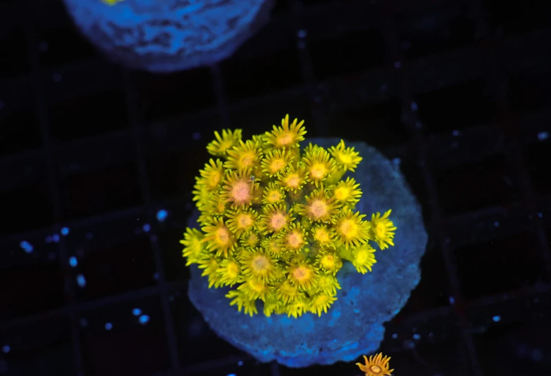 Molten Lemon Goniopora WYSIWYG - SAQ Coral Farm