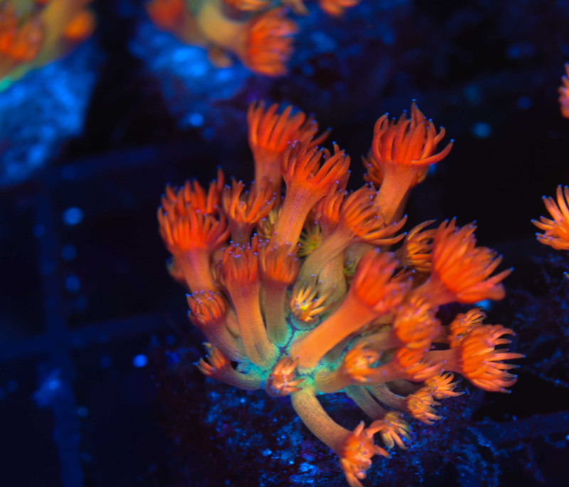 Key Lime Goniopora WYSIWYG - SAQ Coral Farm