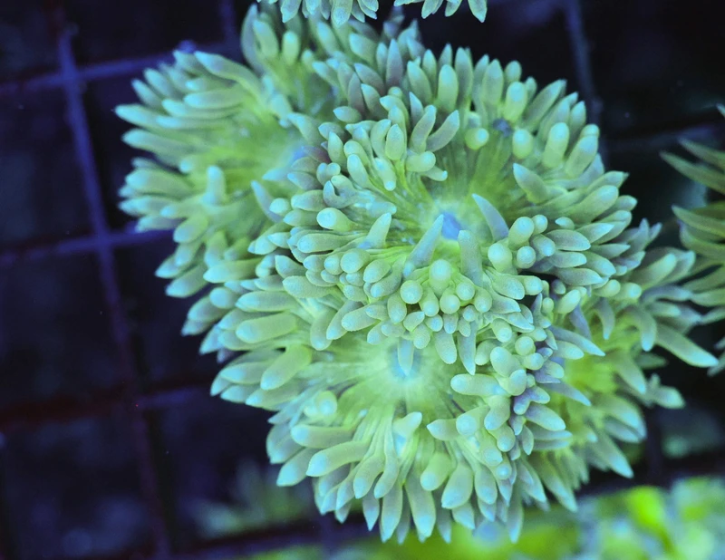 Duncan Colony WYSIWYG - SAQ Coral Farm