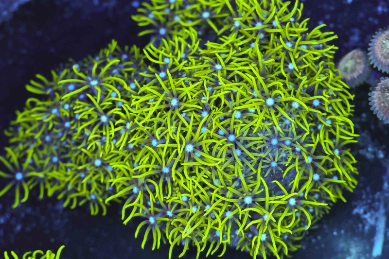 Neon Green Star Polyp Colony WYSIWYG - SAQ Coral Farm