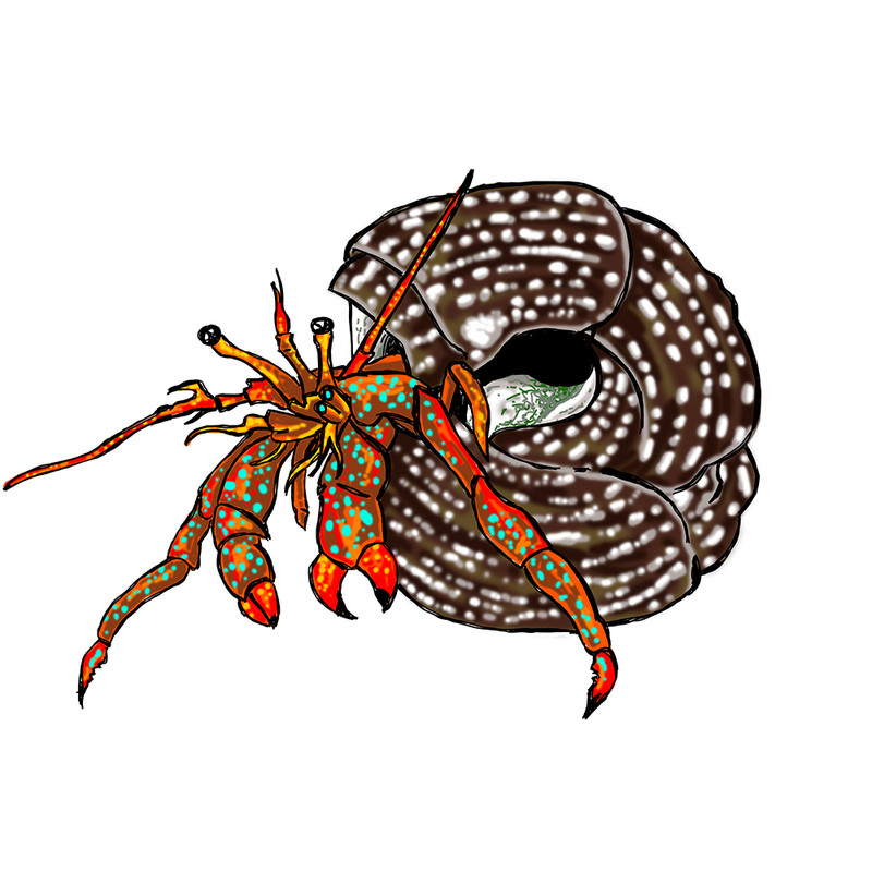 (5) Pack Red Legged Hermit Crabs (Clibanarius sp) - Cleanup Crew