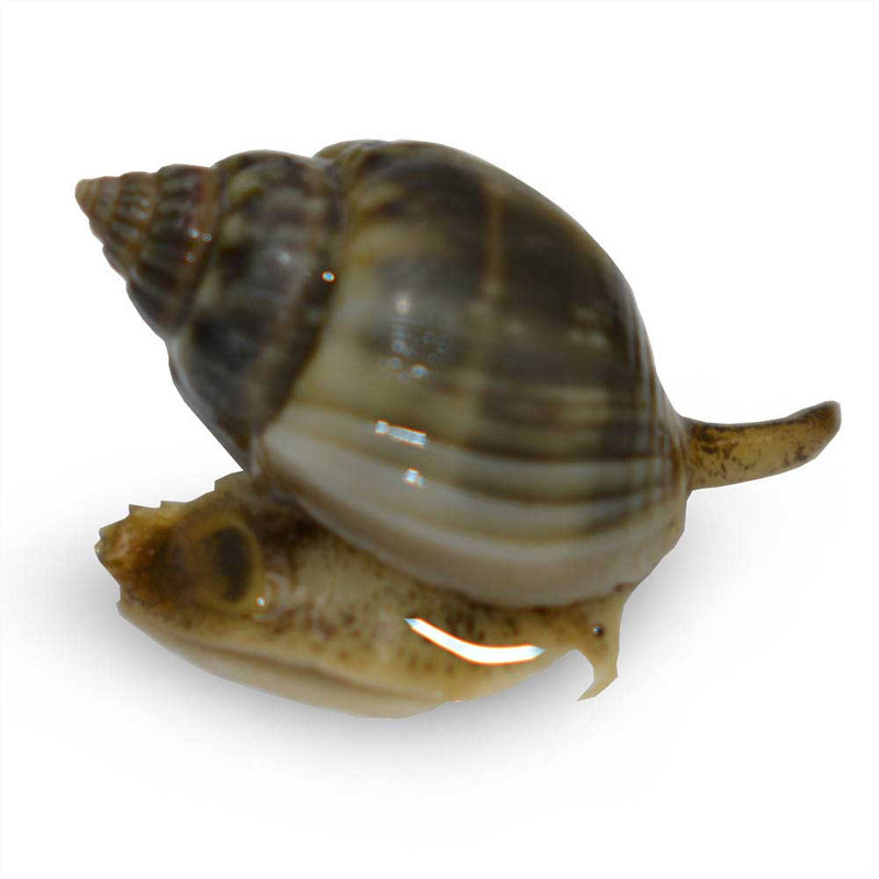 (5) Pack LARGE Nassaurius Snail (Nassarius vibex) Cleanup Crew