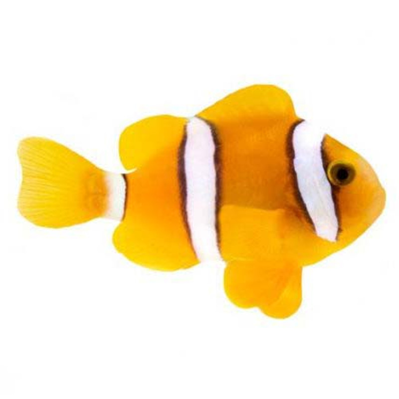 Captive-Bred Clarkii Small (Amphiprion clarkii) - ORA