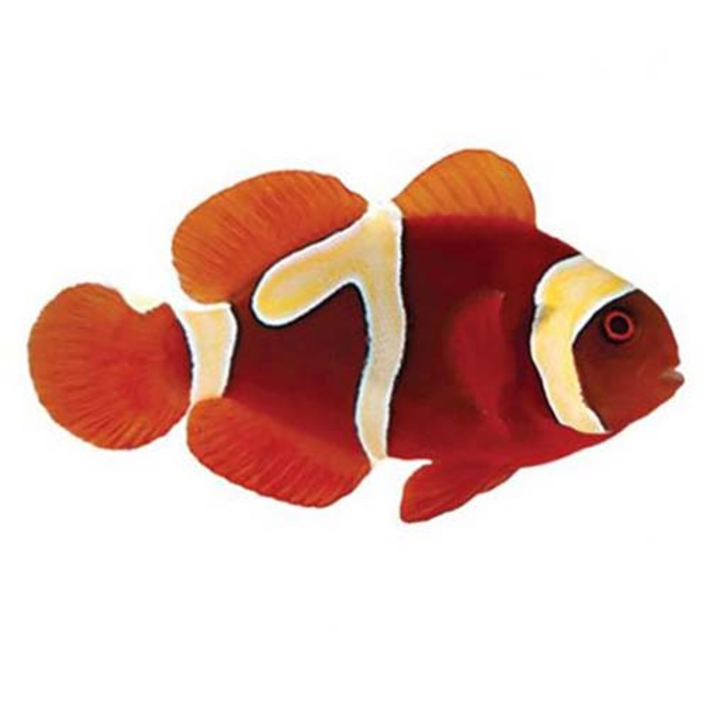 Captive-Bred Goldflake Maroon Small (Amphiprion biaculeatus) - ORA