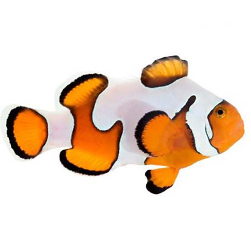 Captive-Bred Gladiator Small (Amphiprion ocellaris) - ORA