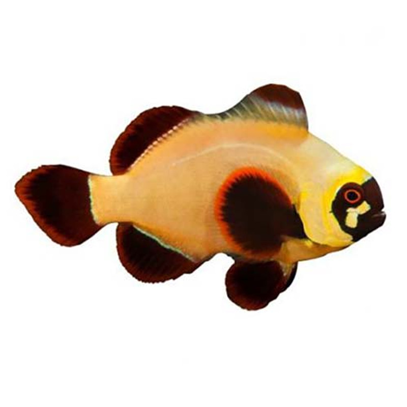 Captive-Bred Gold Nugget Maroon Large (Amphiprion biaculeatus) - ORA