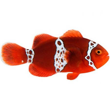 Captive-Bred Lightning Maroon PAIR (Amphiprion biaculeatus) - ORA