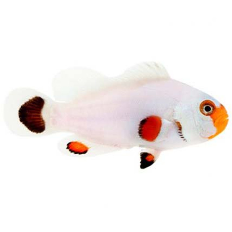 Captive-Bred Wyoming White PAIR (Amphiprion ocellaris) - ORA