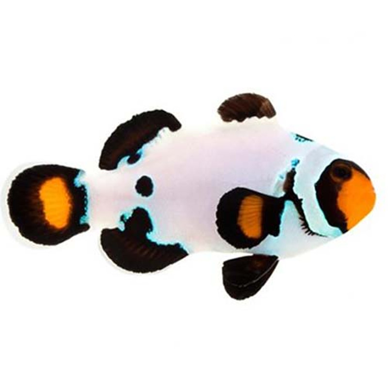 Captive-Bred Frostbite Clownfish (Amphiprion ocellaris) PAIR - ORA