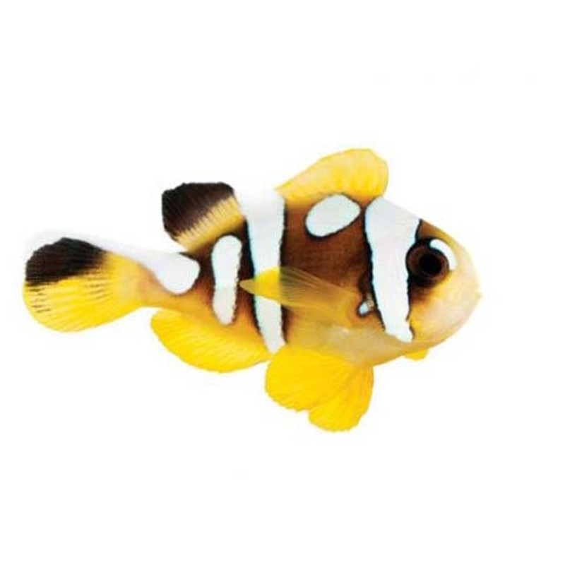 Captive-Bred Spotcinctus Clownfish (Amphiprion bicinctus) PAIR - ORA