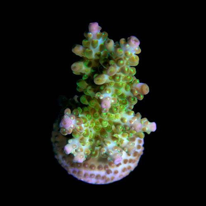 Aquacultured Micronesian Ant Insignis Coral (Acropora insignis) - ORA