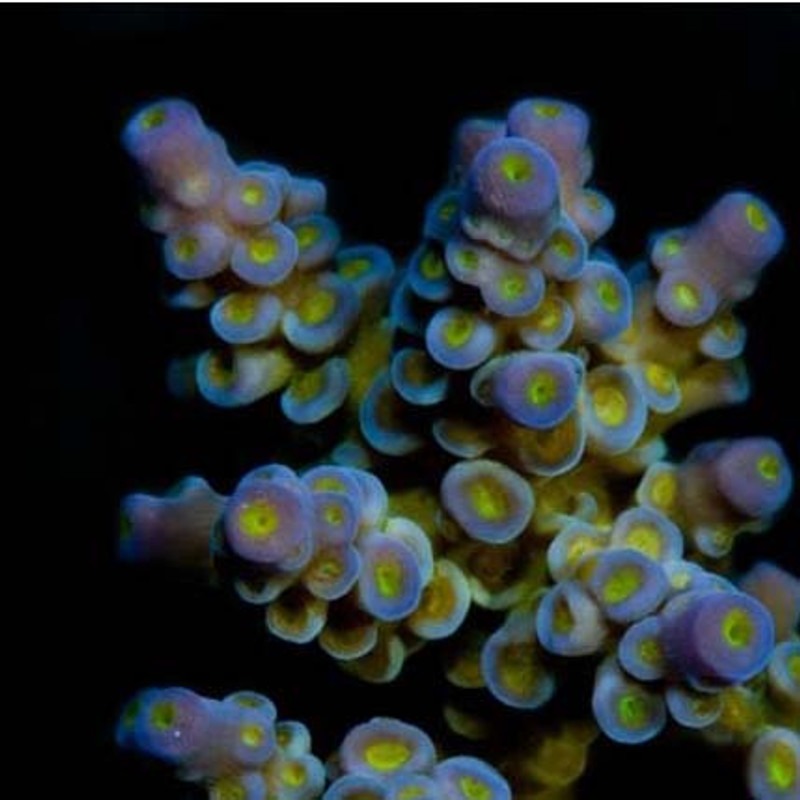 Aquacultured Marshall Island Blue Bottlebrush Acropora Coral (Acropora sp.) - ORA