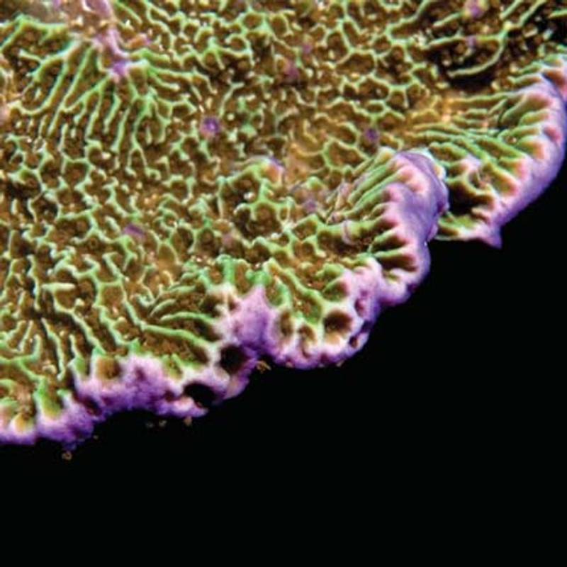 Aquacultured Confusa Montipora Coral (Montipora sp.) - ORA