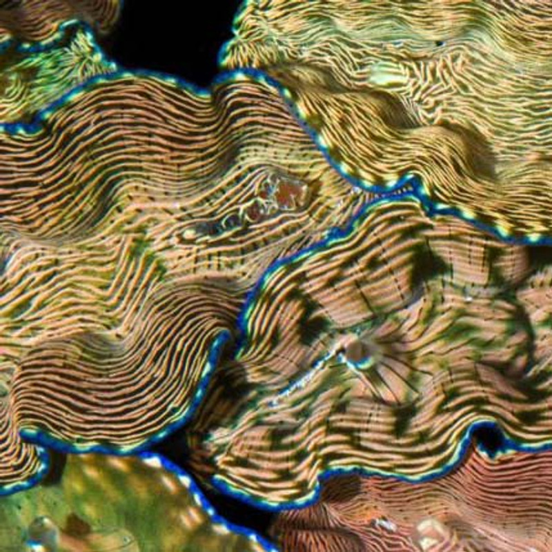Aquacultured Derasa Clam - 3" (Tridacna Derasa) - ORA Chicago