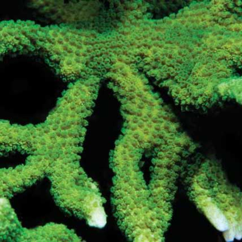 Aquacultured Neon Green Montipora digitata Coral (Montipora digitata) - ORA