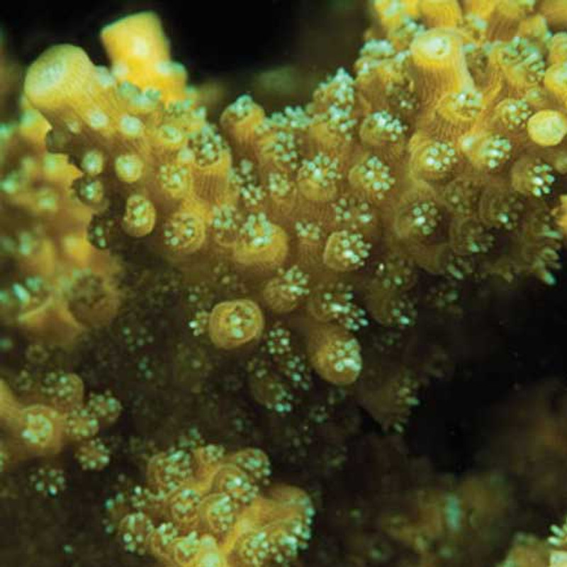 Aquacultured Scripp's Green Tip Acropora (Acropora sp.) - ORA