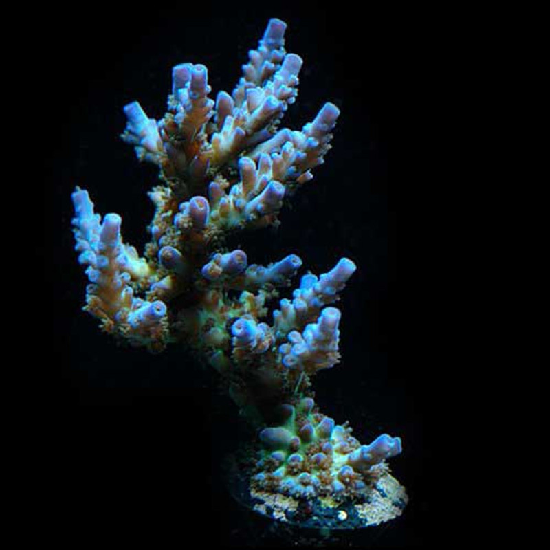 Aquacultured Joe The Coral (Acropora sp.) - ORA