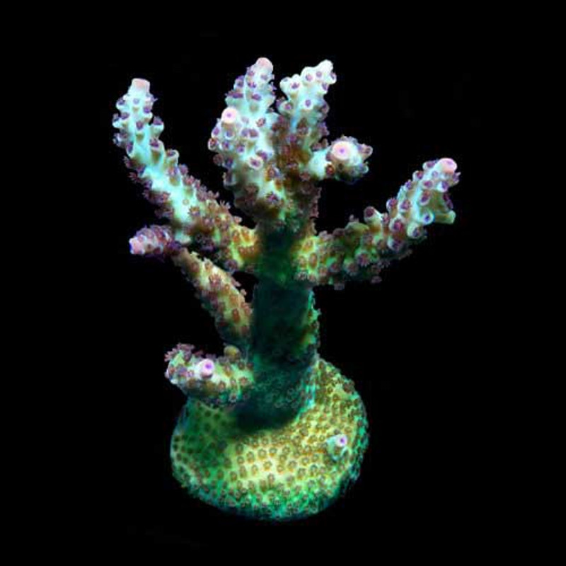 Aquacultured Laura's Purple Polyp Acropora Coral (Acropora sp.) - ORA