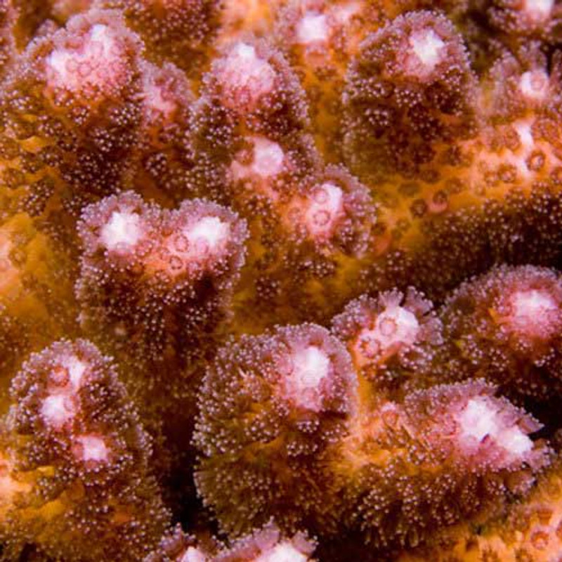 Aquacultured Pink Pocillopora Coral (Pocillopora damicornis) - ORA