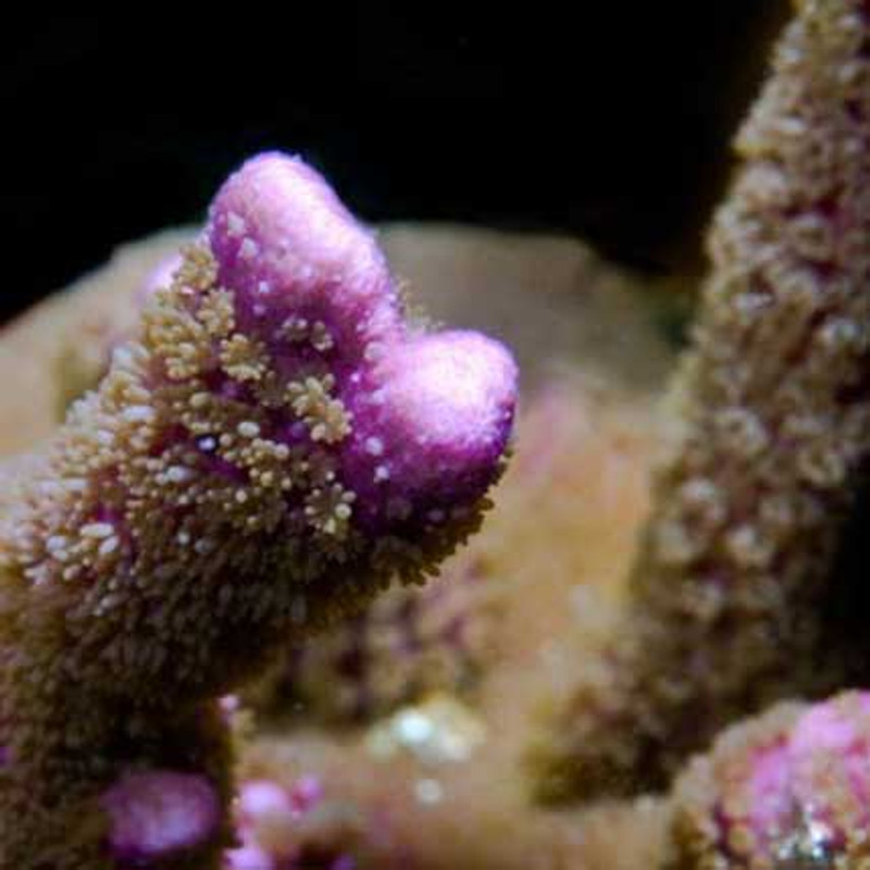 Aquacultured Purple Montipora digitata Coral (Montipora digitata) - ORA