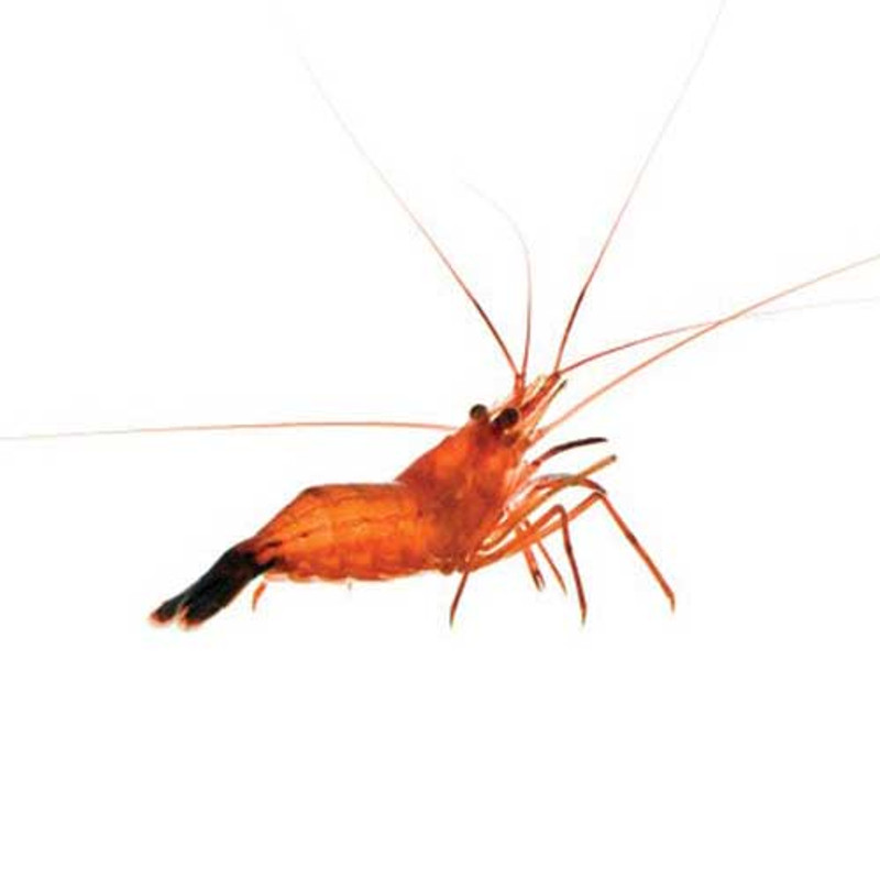 Captive-Bred Peppermint Shrimp - 3 Lot (Lysmata sp.) - ORA Chicago