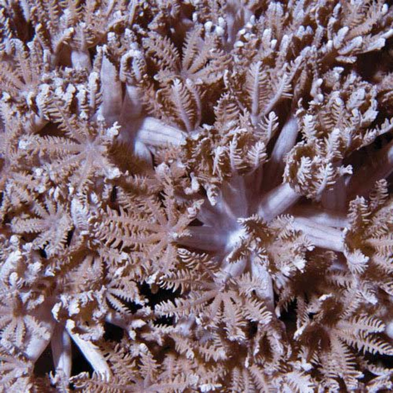 Aquacultured Pom Pom Xenia Coral (Xenia sp.) ORA