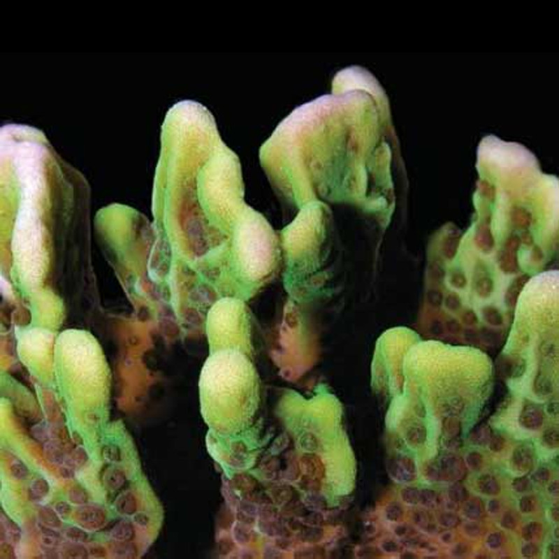 Aquacultured Spongodes Coral (Montipora sp.) - ORA