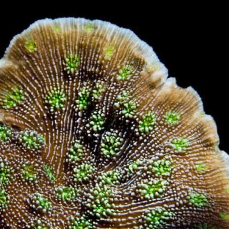 Aquacultured Sprung's Stunner Coral (Echinopora sp.) - ORA