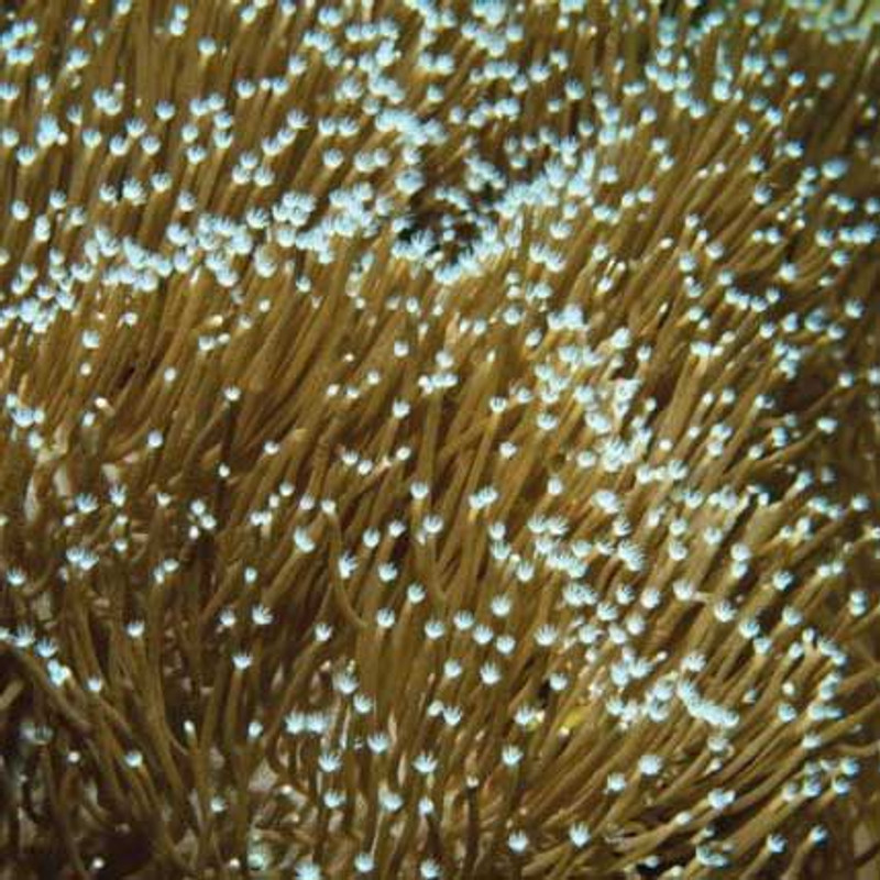 Aquacultured Sarcophyton Toadstool Leather Coral (Sarcophyton sp.) - ORA