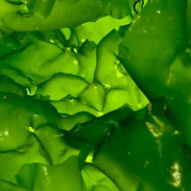 Aquacultured Sea Lettuce 1/2 lb Portion - ORA