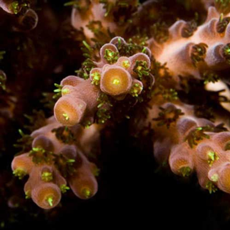 Aquacultured Verde Acropora Coral (Acropora sp.) - ORA
