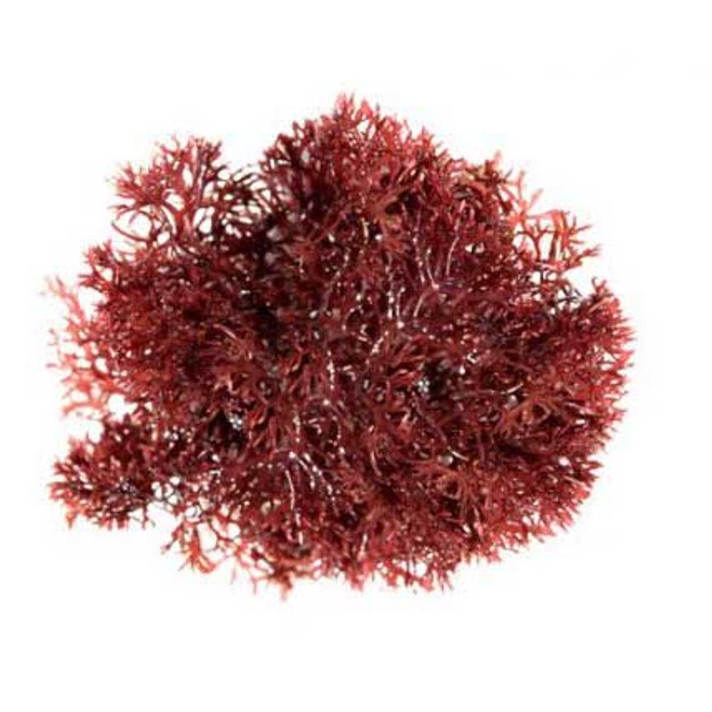 Pom Pom Gracilaria 1/4 lb. (Gracilaria sp.) - ORA