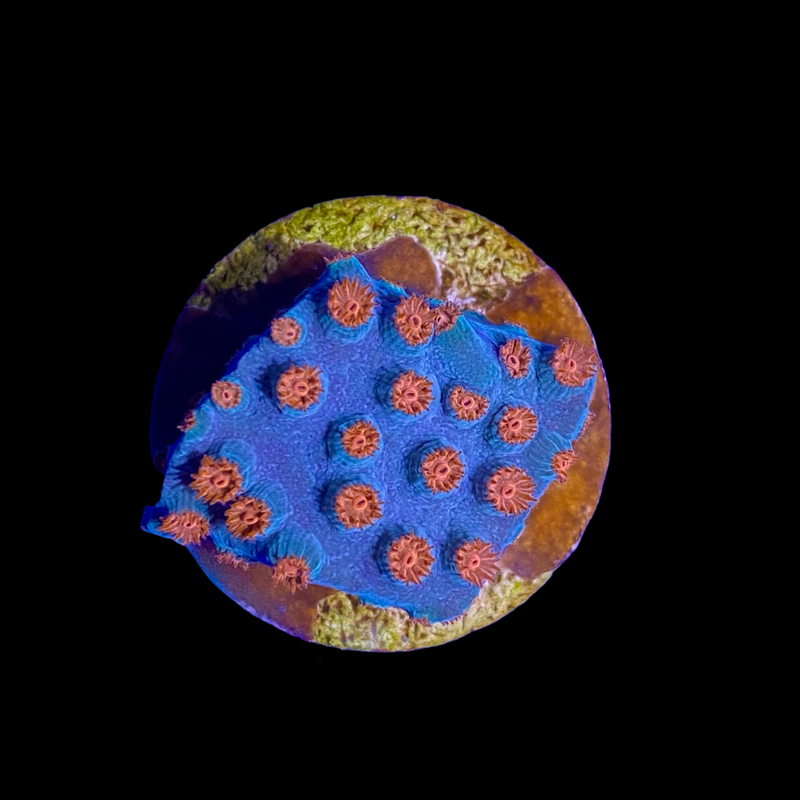 Meteor Shower Cyphastrea (3/4" - 1") - SAQ Coral Farm