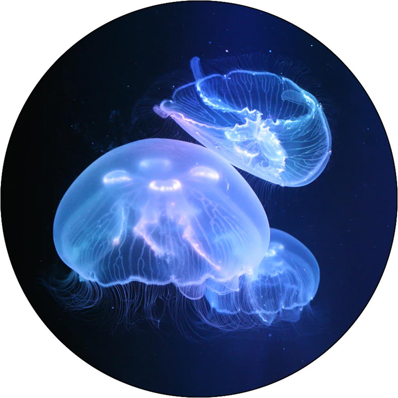 Large/Medium Moon Jellyfish (3 Pack) - Jellyfish Art