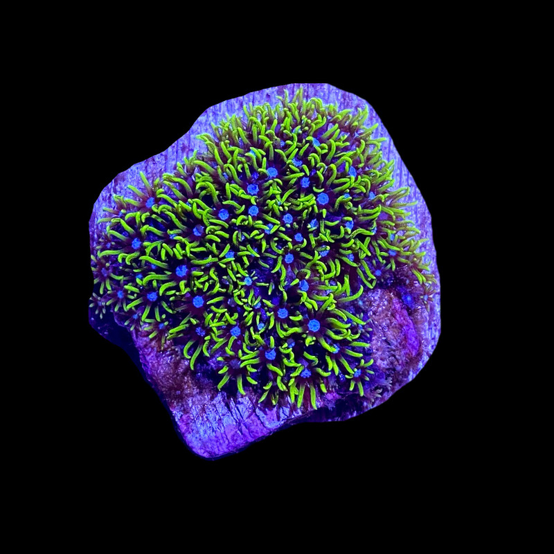 Neon Green Star Polyp Coral - SAQ Coral Farm