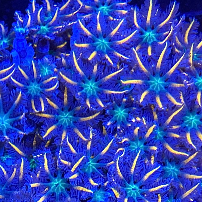 Firework Cloves - SAQ Coral Farm