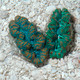 Aquacultured First Grade Crocea Clam 1.25 - 1.5" (Tridacna crocea) - ORA