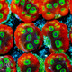 ACI Cultured Gummy Bears Favia Coral (3/4" - 1") - SAQ Coral Farm