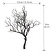 (OPEN BOX) Black Manzanita Branch 22" Tall with Base - Current USA