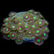 Aquacultured Marshall Island Assorted Zoanthid Coral (Zoanthus sp.) - ORA Chicago