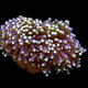 Aquacultured Marshall Island Torch Coral (Euphyllia sp.) - ORA