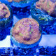 ACI Cultured Jack-o-Lantern Leptoseris Coral - SAQ Coral Farm