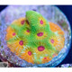 ACI Cultured Fascination Favia Coral (3/4" - 1")  - SAQ Coral Farm