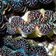 Aquacultured Ultra Black & Color Maxima Clam (Tridacna maxima) - ORA