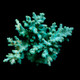 Aquacultured Assorted Green Acropora Coral (Acropora sp.) - ORA