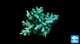 Aquacultured Assorted Green Acropora Coral (Acropora sp.) - ORA
