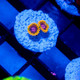 ACI Cultured Master Mind Zoanthid - SAQ Coral Farm