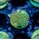 ACI Cultured Grinch Montipora  (3/4" - 1") - SAQ Coral Farm